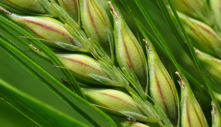 欧洲农业季节启动滞后，安道麦第一季度全球业绩依然强劲