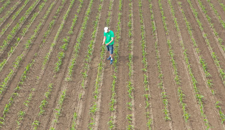 不止于精美照片：安道麦利用无人机图像分析为农民创造更多价值