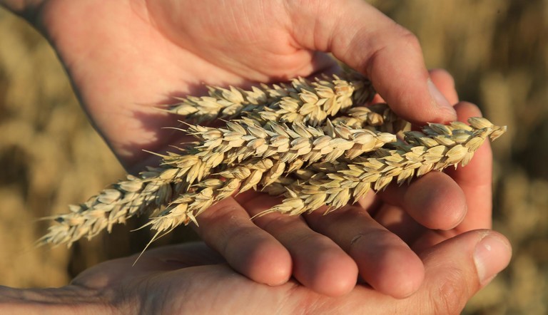 安道麦向欧洲市场推出五款新型谷物杀菌剂